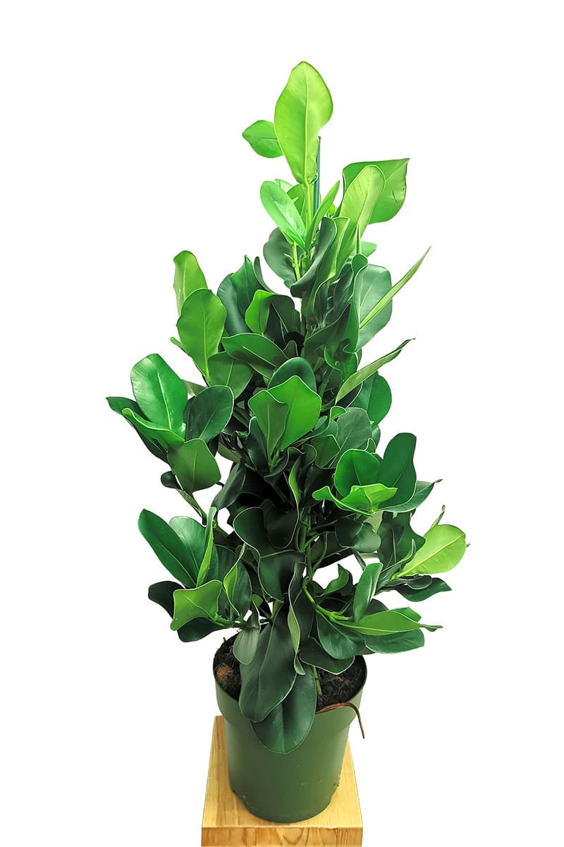 Clusia Rosea