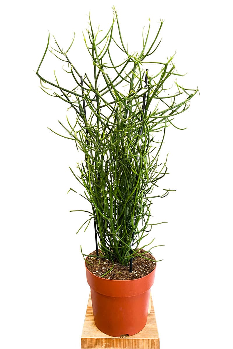 Bleistiftpflanze Euphorbia tirucalli - Ø24 cm