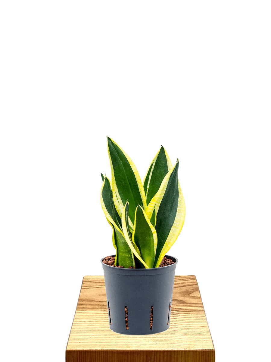 Hydro - Bogenhanf Sansevieria Super Flame
