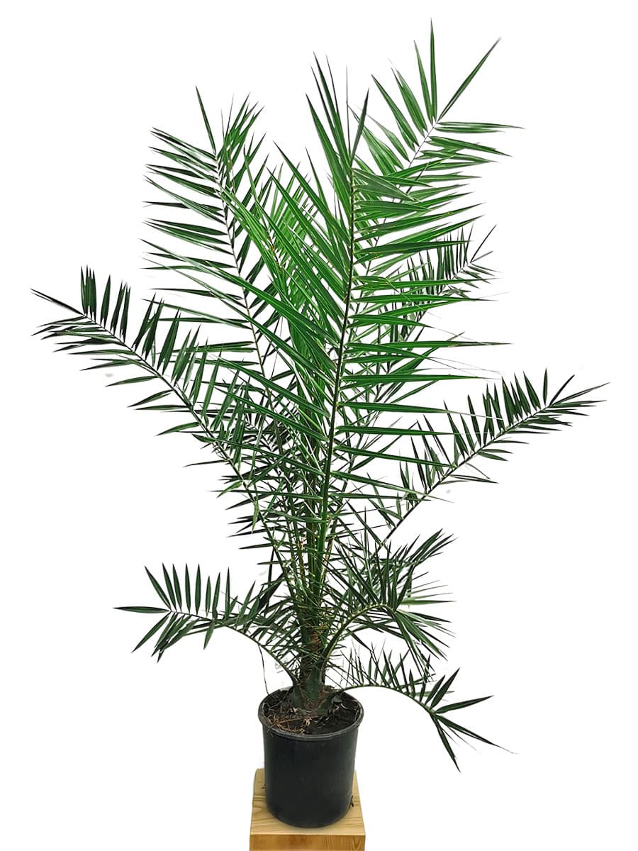 Kanarische Phönixpalme Phoenix canariensis - Gross