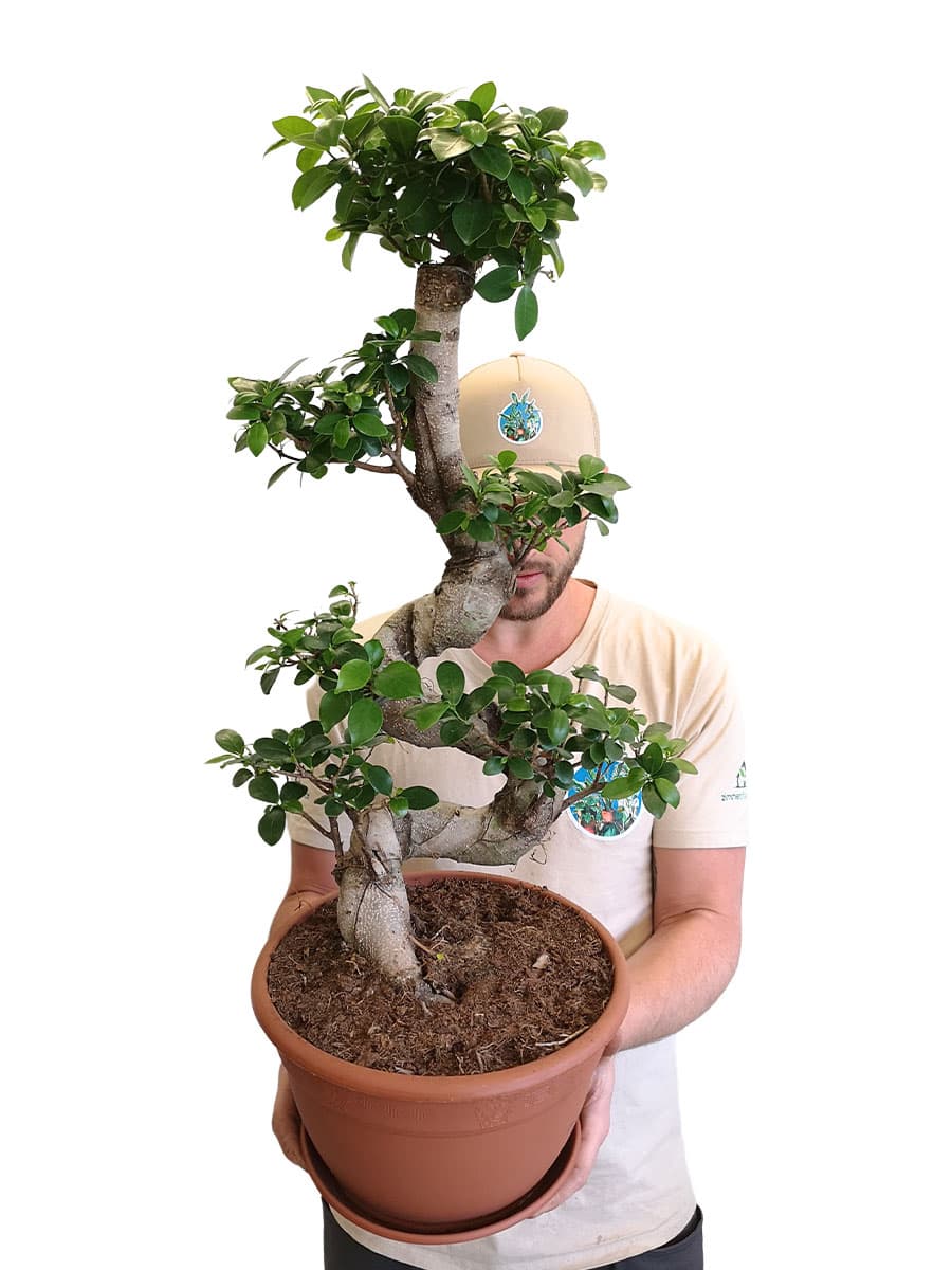 Chinesische Feige Ginseng S-Form - Ø27 cm